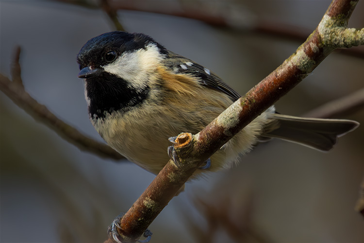 Coal tit scotland